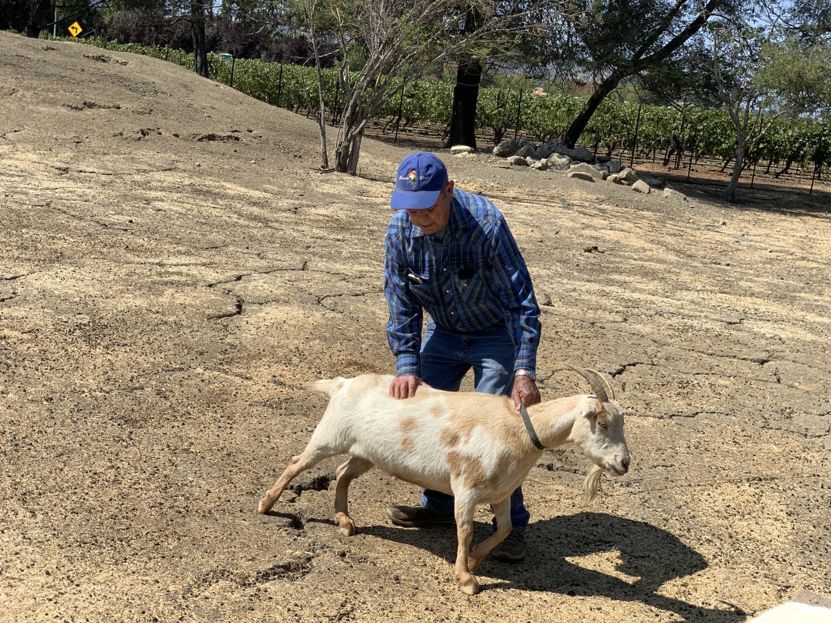 The goats of Linda Vista